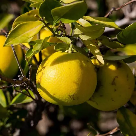 Apartman Black And White Chill Out